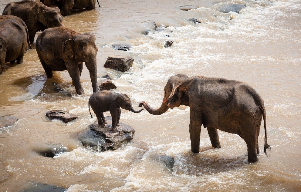 פילים בנהר   מקור: פיקסביי (לוקסטורם)