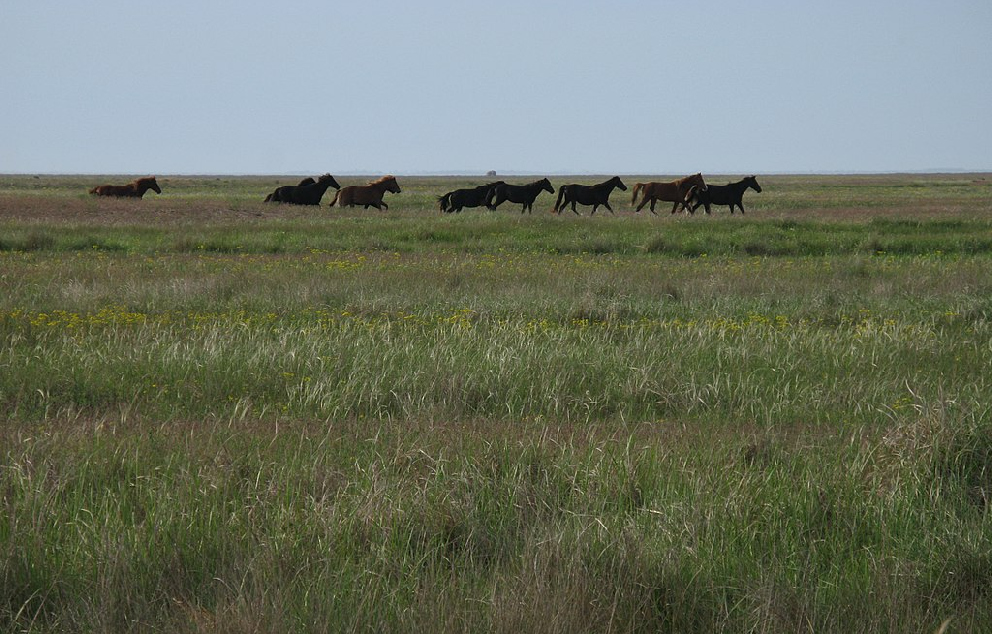 The PonticCaspian steppe in Henichesk Ukraine YegorGeologist